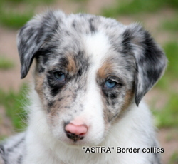 Tricolour Merle MALE border collie puppy